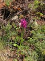 (26) Elder-flowered Orchid (Orchis sambucina)